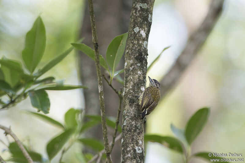 Golden-spangled Piculet