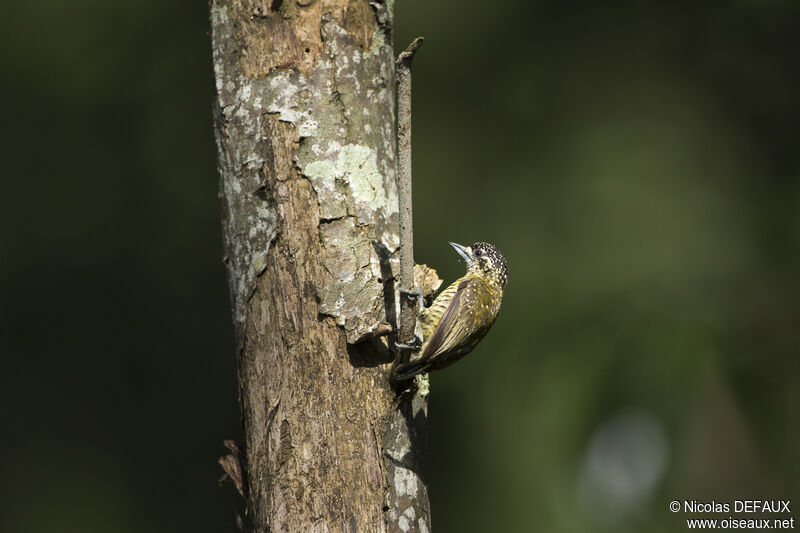 Golden-spangled Piculet