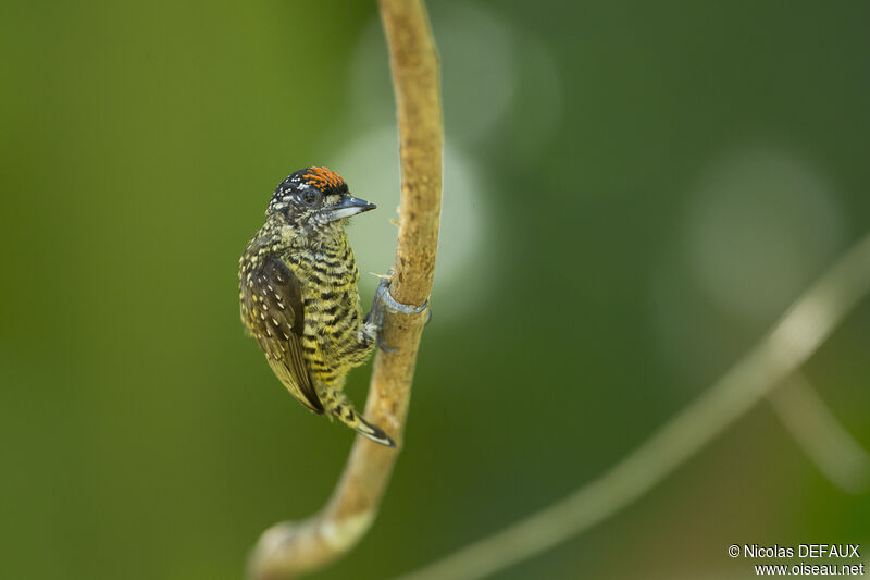 Golden-spangled Piculetadult