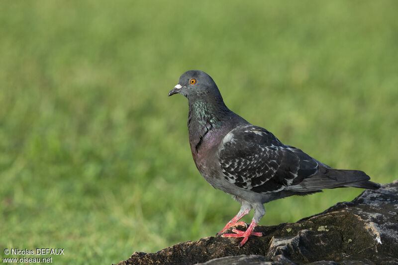 Rock Dove, close-up portrait