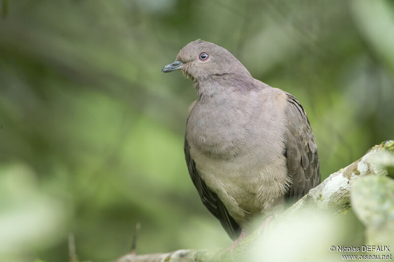 Pigeon plombéadulte, portrait