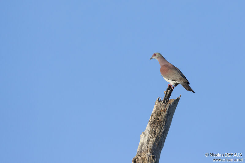 Pigeon roussetadulte