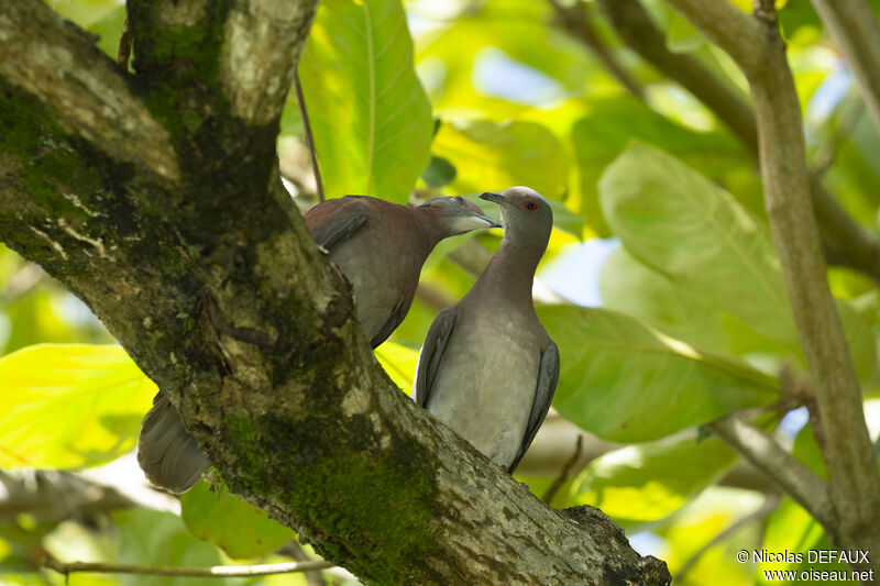 Pigeon roussetadulte