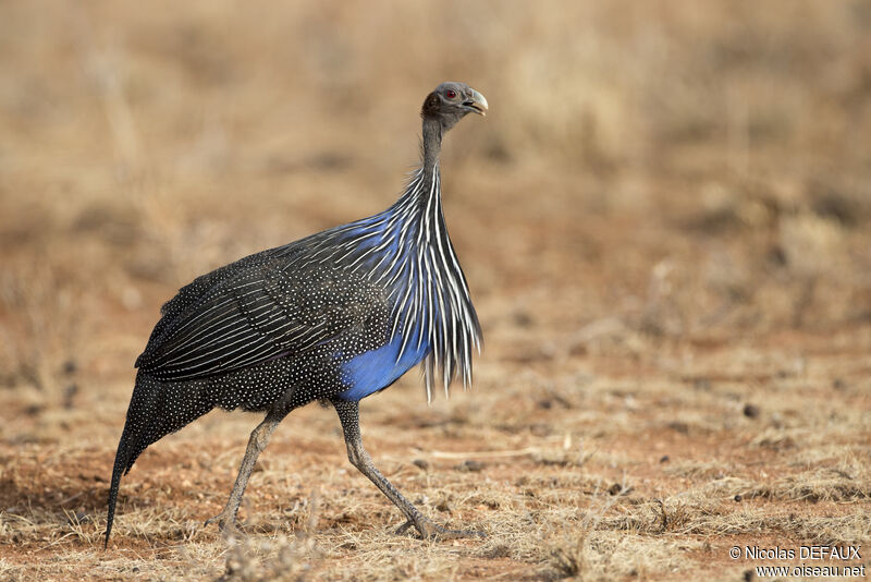 Vulturine Guineafowladult, close-up portrait, walking