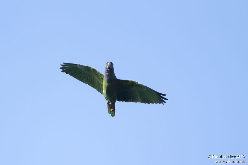 Pione à tête bleue, Vol