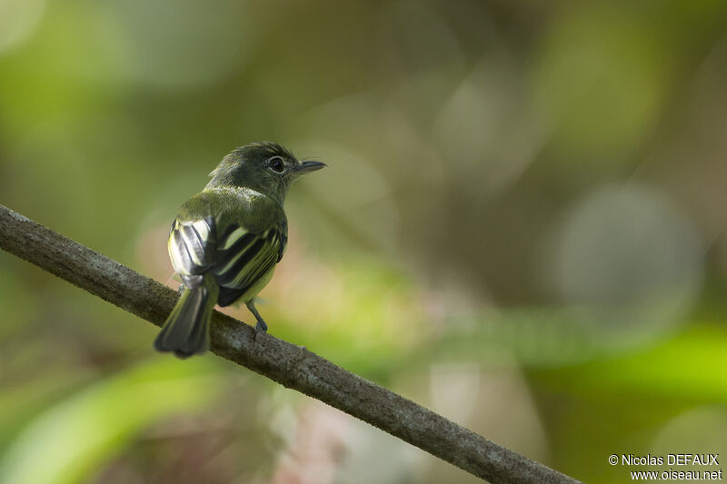 Platyrhynque jaune-olive