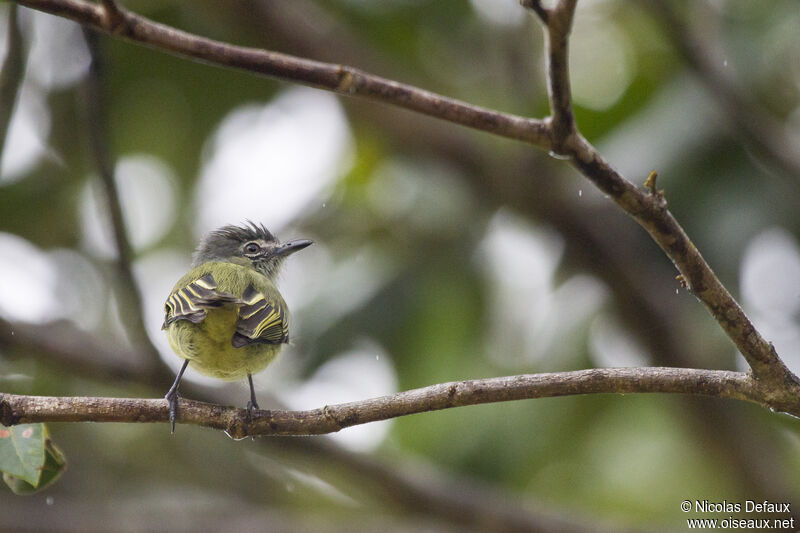 Grey-crowned Flatbill