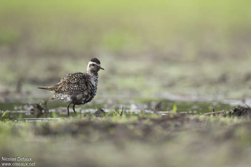 American Golden Ploveradult transition, identification