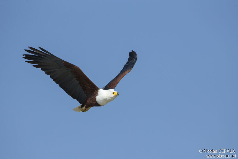 African Fish Eagle, close-up portrait, Flight