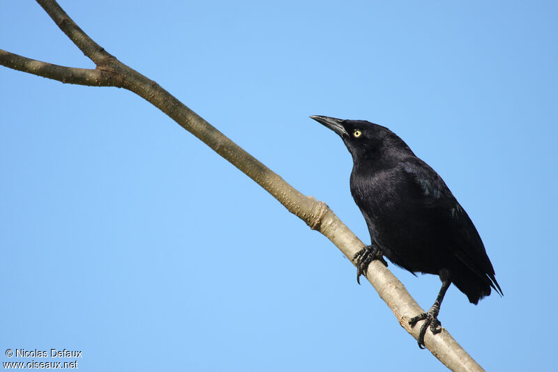 Carib Grackle