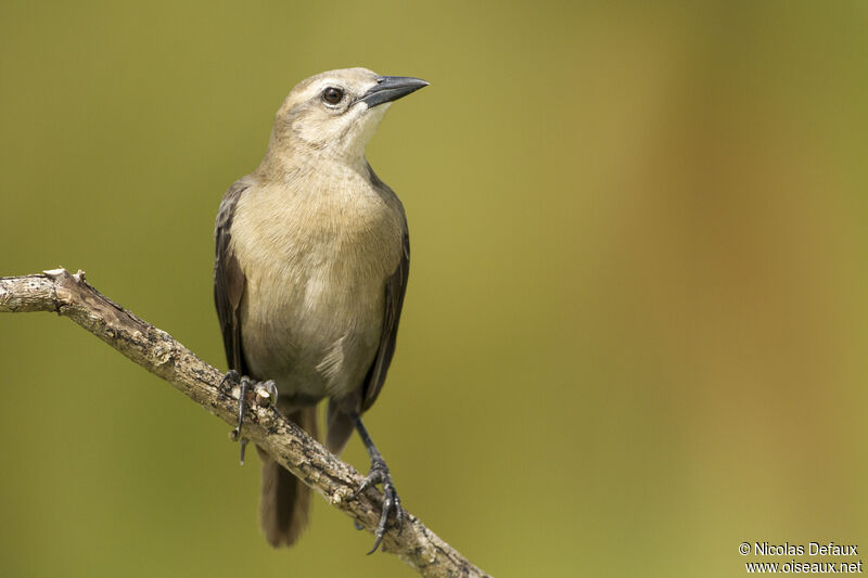 Carib Grackle