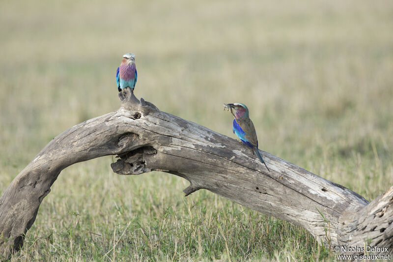 Lilac-breasted Roller