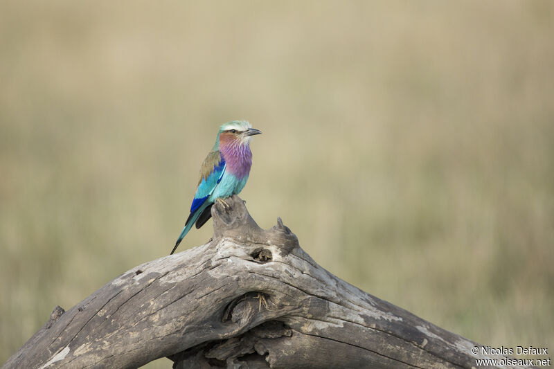 Lilac-breasted Roller