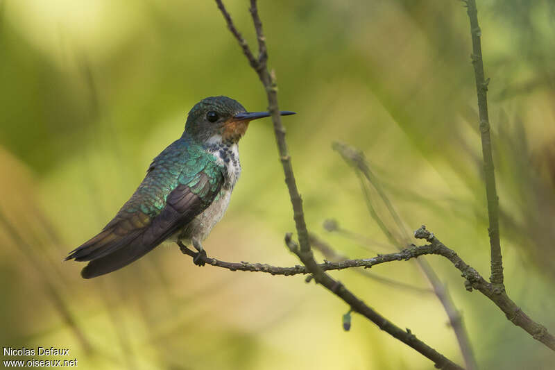 Rufous-throated Sapphire female