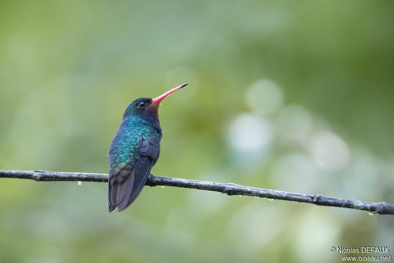 Rufous-throated Sapphire male adult