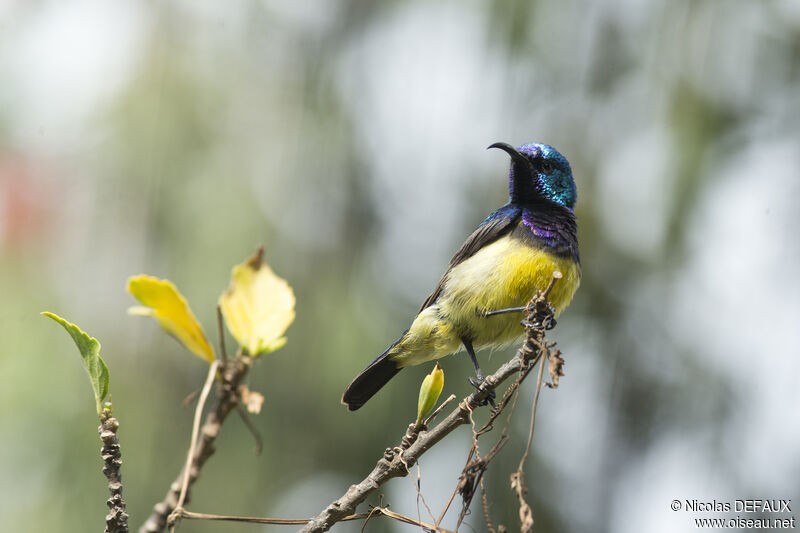 Variable Sunbirdadult, close-up portrait