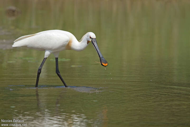 Eurasian Spoonbilladult breeding, identification, Behaviour