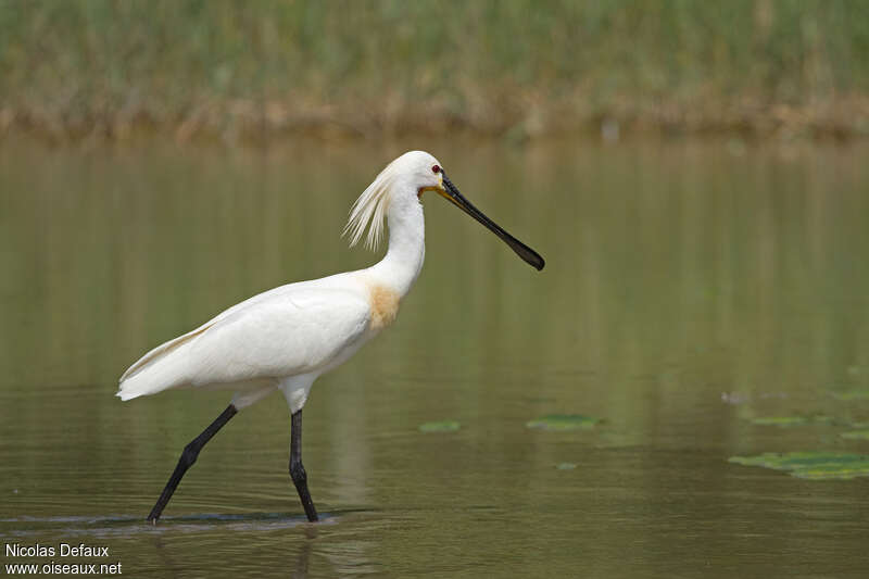 Eurasian Spoonbilladult breeding