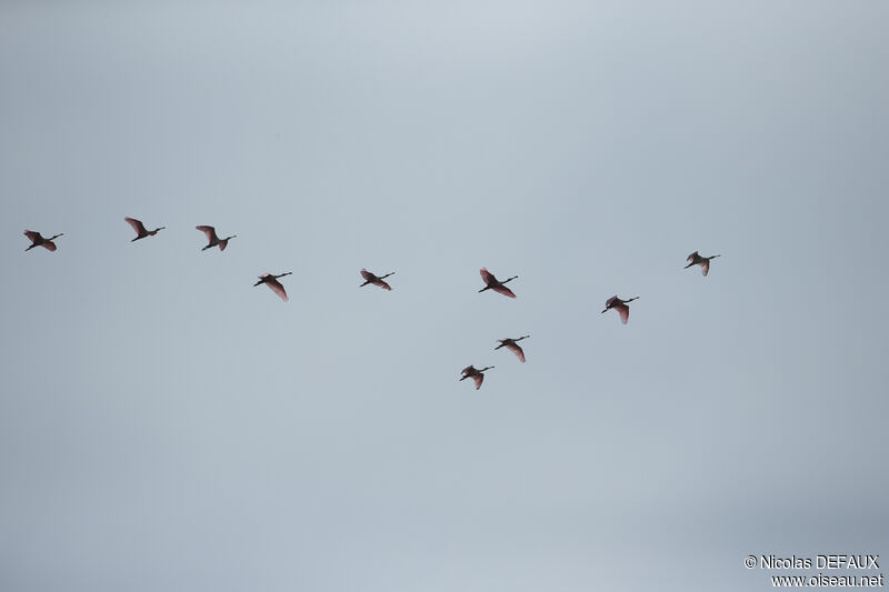 Roseate Spoonbill, Flight