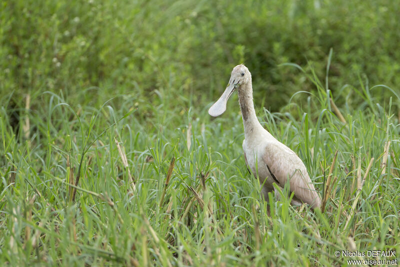 Roseate Spoonbill, close-up portrait