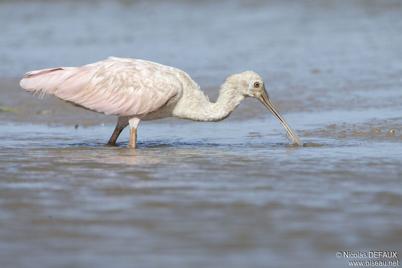 Roseate Spoonbill, close-up portrait, walking, eats