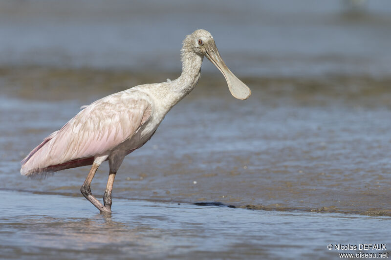 Roseate Spoonbill, close-up portrait, walking, eats