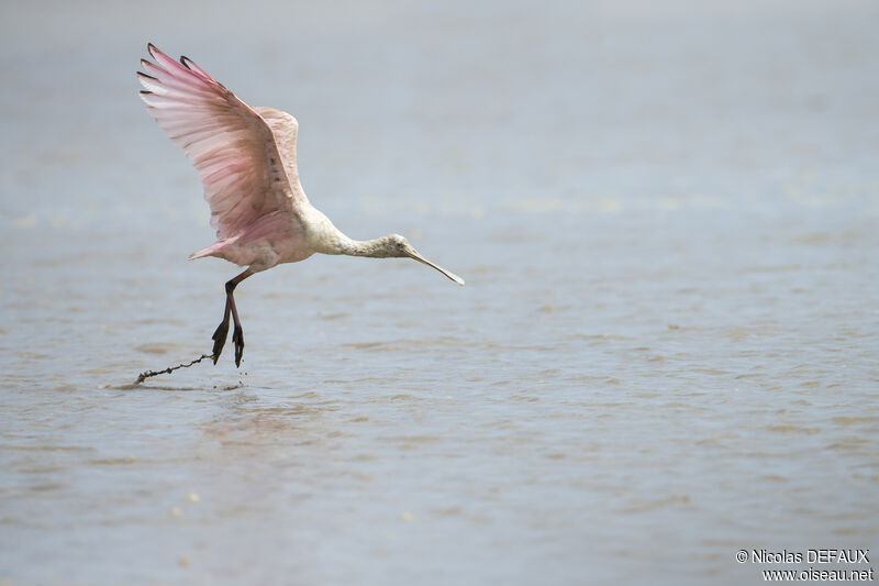 Roseate Spoonbill, close-up portrait