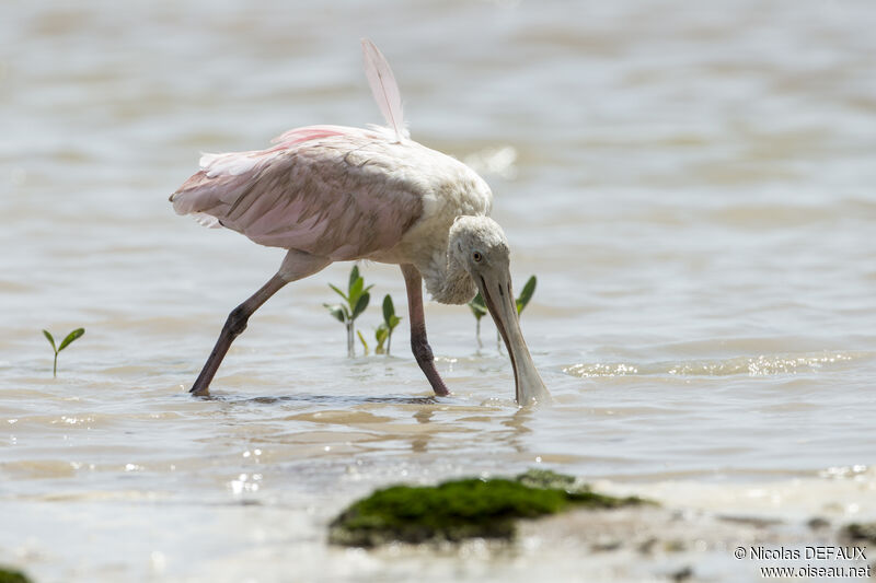 Roseate Spoonbill, close-up portrait, walking, eats