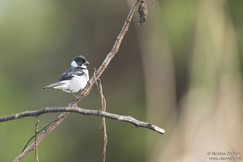 Sporophile à ailes blanchesjuvénile