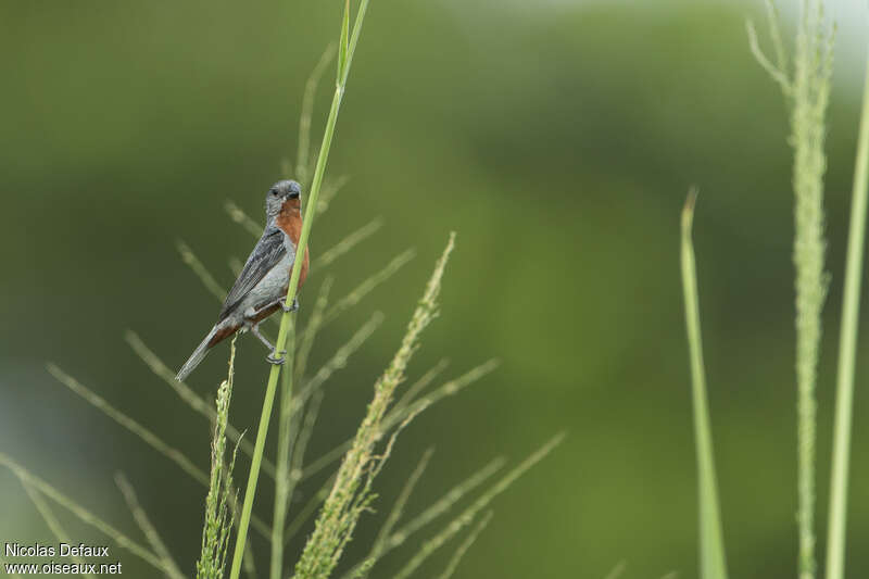 Sporophile à ventre châtain mâle adulte, habitat, pigmentation