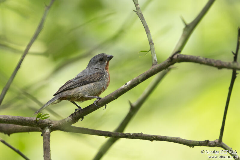 Chestnut-bellied Seedeater male, close-up portrait