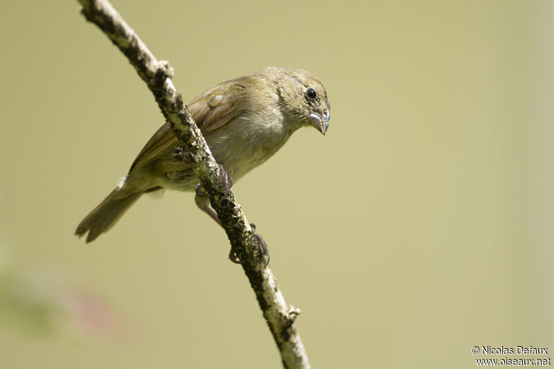 Black-faced Grassquit