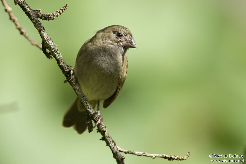 Black-faced Grassquit