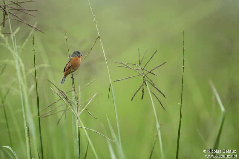 Ruddy-breasted Seedeater male adult, habitat