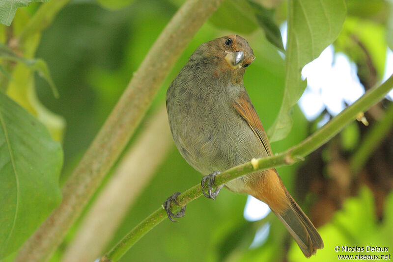 Sporophile rougegorge femelle