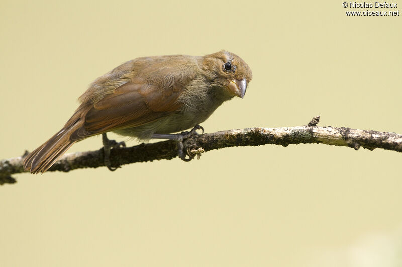 Sporophile rougegorge femelle