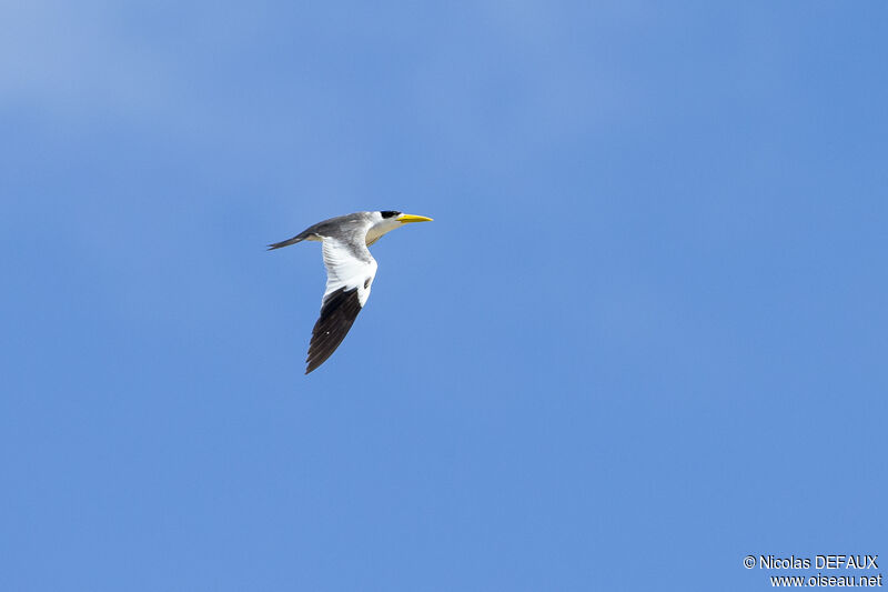 Large-billed Ternadult, Flight