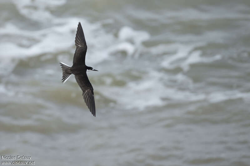 Sooty Ternadult, habitat, pigmentation, Flight