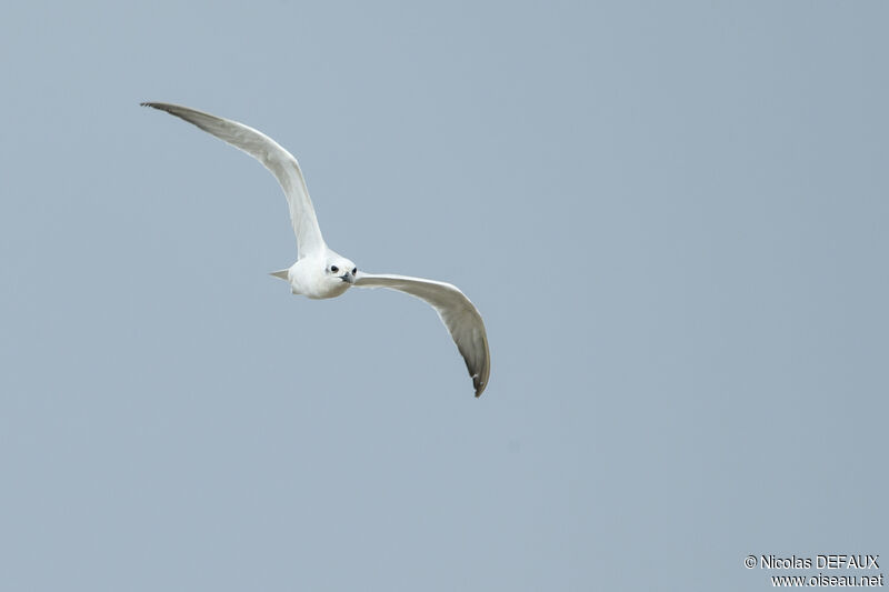 Gull-billed Tern, Flight