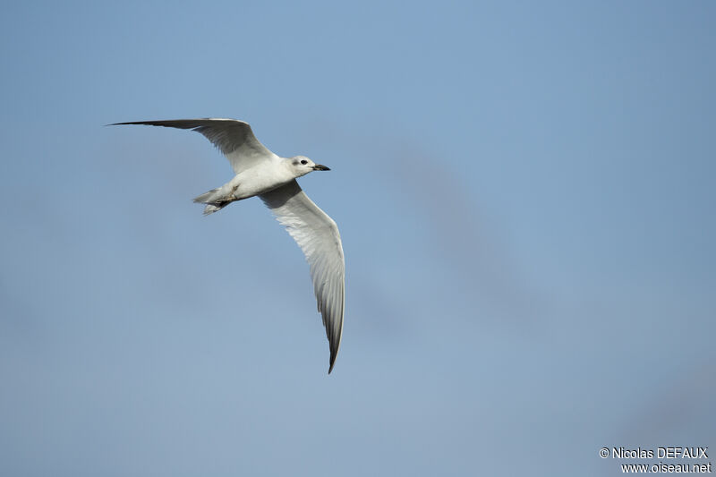 Gull-billed Tern, Flight