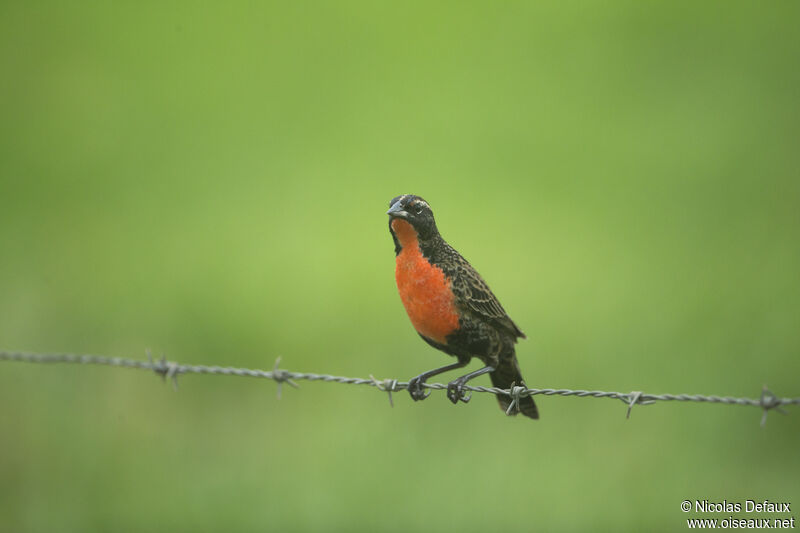 Red-breasted Meadowlark male