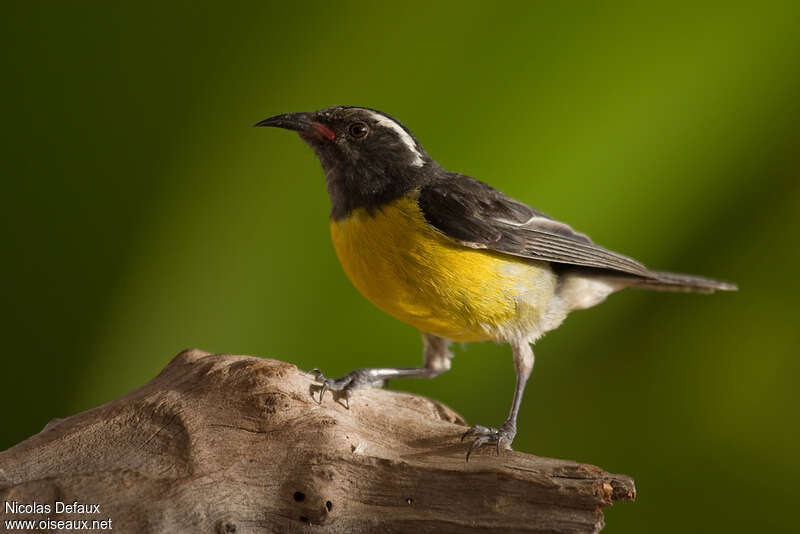 Sucrier à ventre jauneadulte, identification