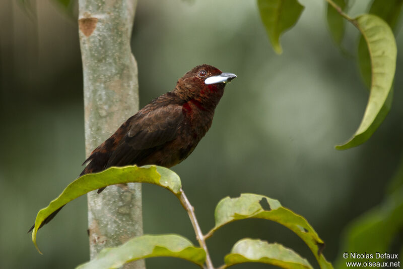 Silver-beaked Tanager