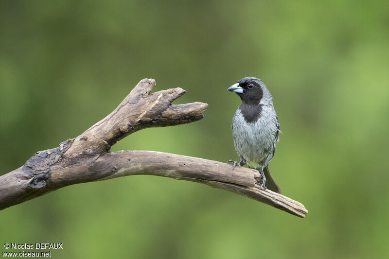 Black-faced Tanageradult