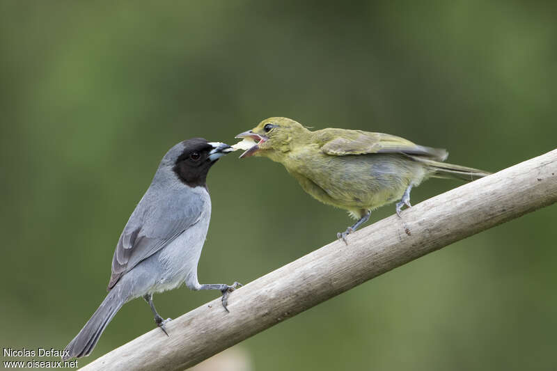 Black-faced Tanager, pigmentation, eats, Behaviour