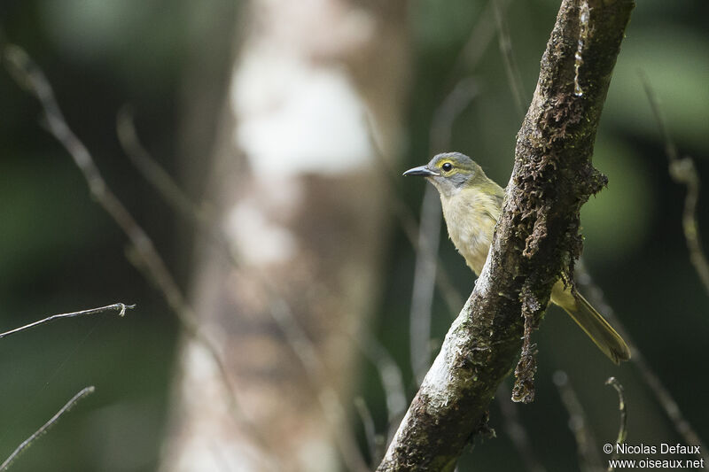 Fulvous-crested Tanager female