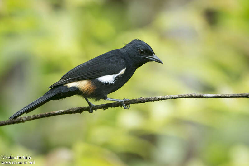 Fulvous-crested Tanager male adult, identification