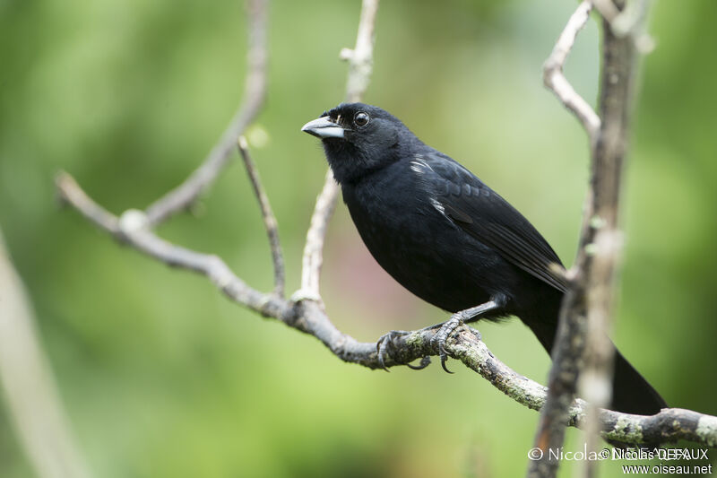 White-lined Tanager male