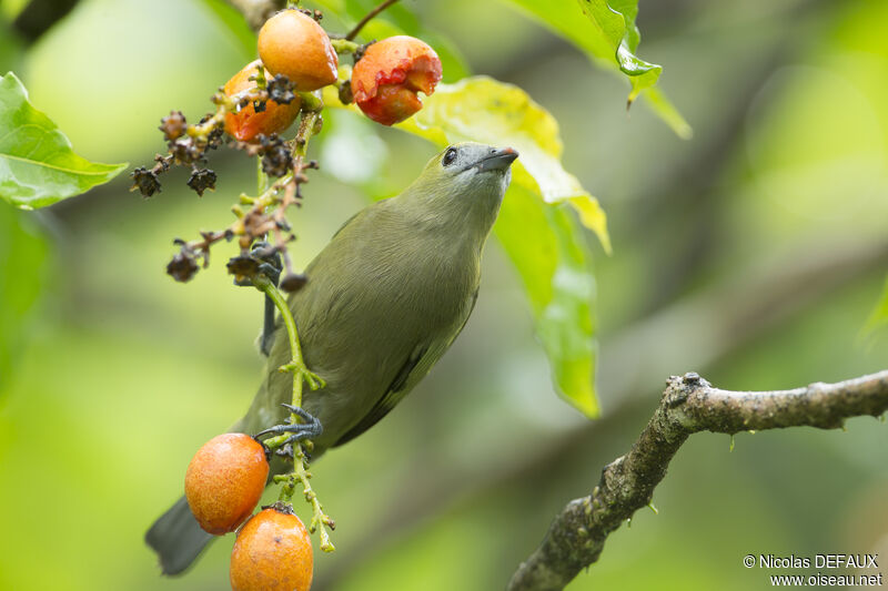 Palm Tanager, eats