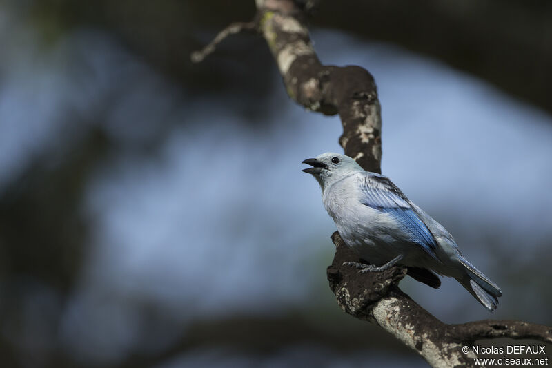 Blue-grey Tanager